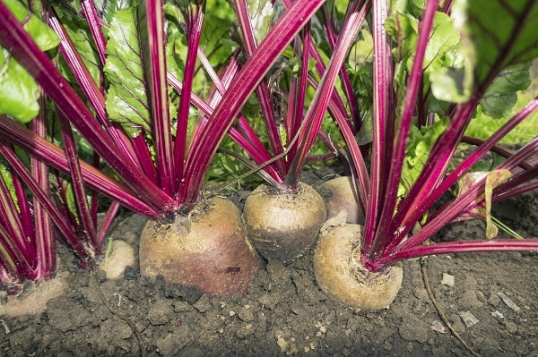 Beets in the ground