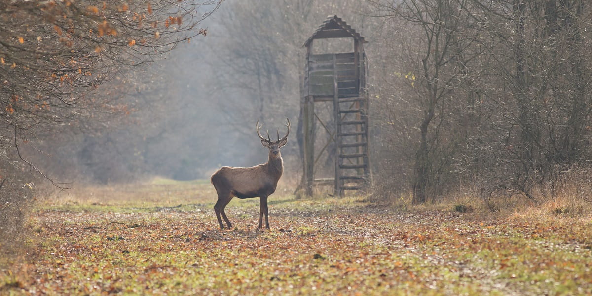 Deer in the forest