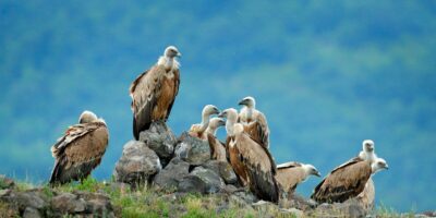 Can You Eat Vultures and is it Safe?