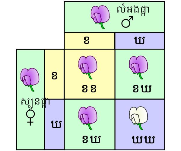 How to Store Seeds Long Term: Essential Techniques and Best Practices Punnett-square-mendel-flowers