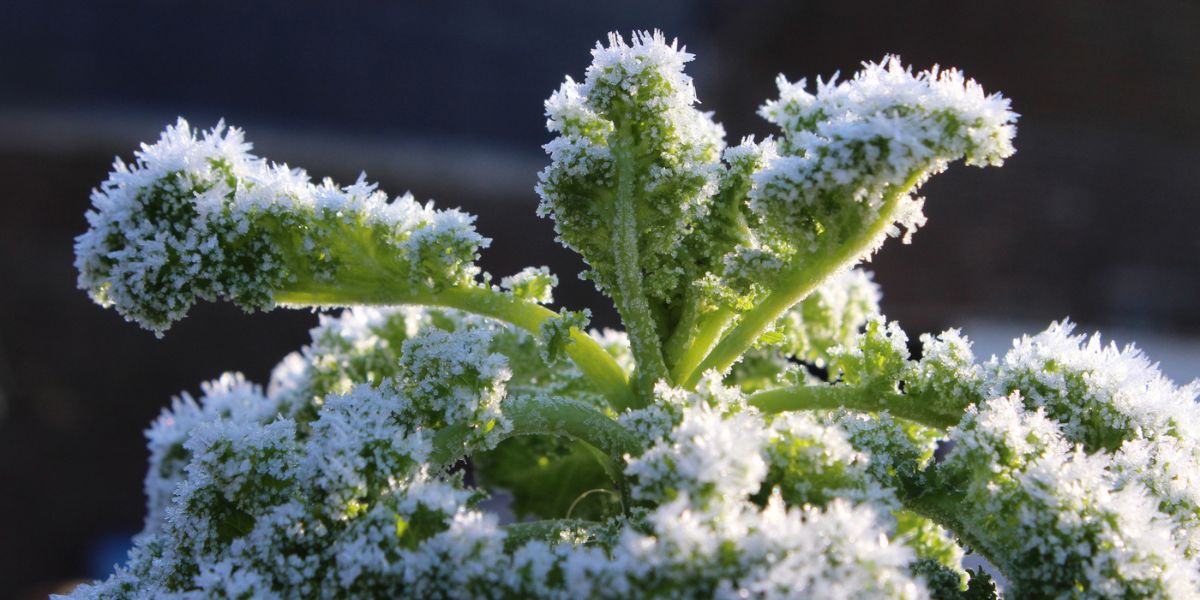The frosted head of a Kale plant lit by the early morning sun