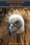close up of a vultures head