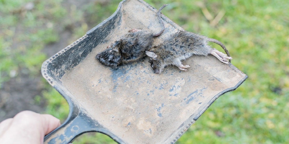 dead mice on shovel