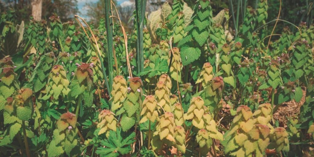  Purple Dead Nettle: 12 Uses and Benefits Purple-dead-nettle-featured-1024x512