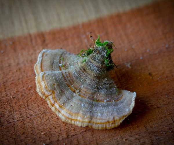 Turkey tail mushroom