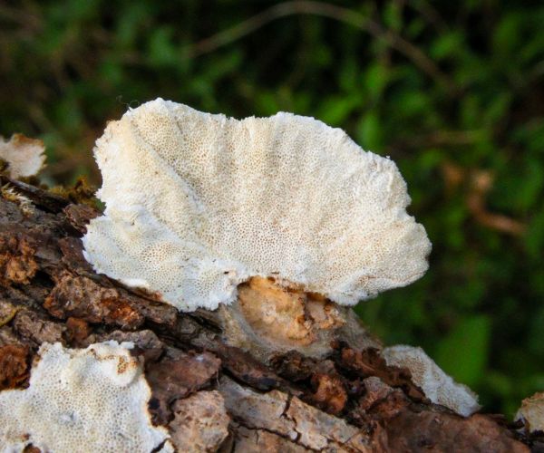 Turkey tail mushroom