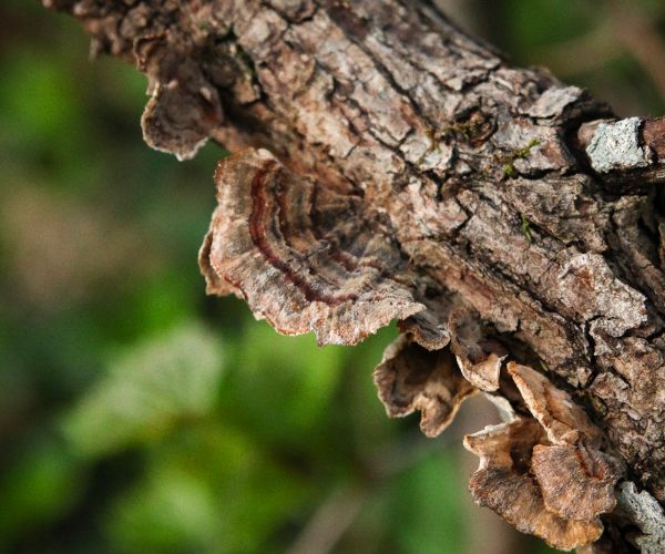 Turkey tail mushroom