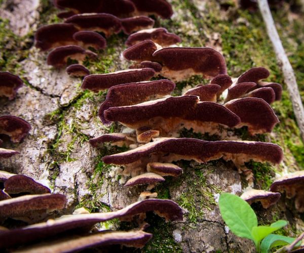 Turkey tail mushroom