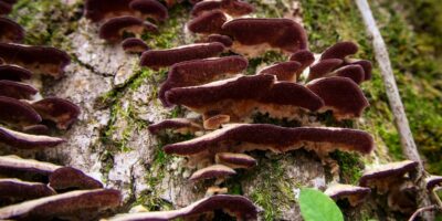 Turkey Tail Mushroom Identification: Unveiling the Secrets of this Colorful Fungi