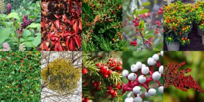 10 Poisonous Berries to Beware Of (With Chart)