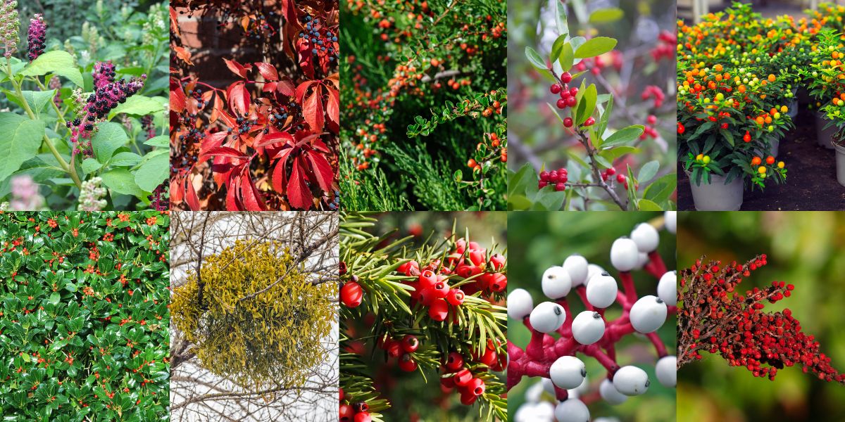 10 Poisonous Berries