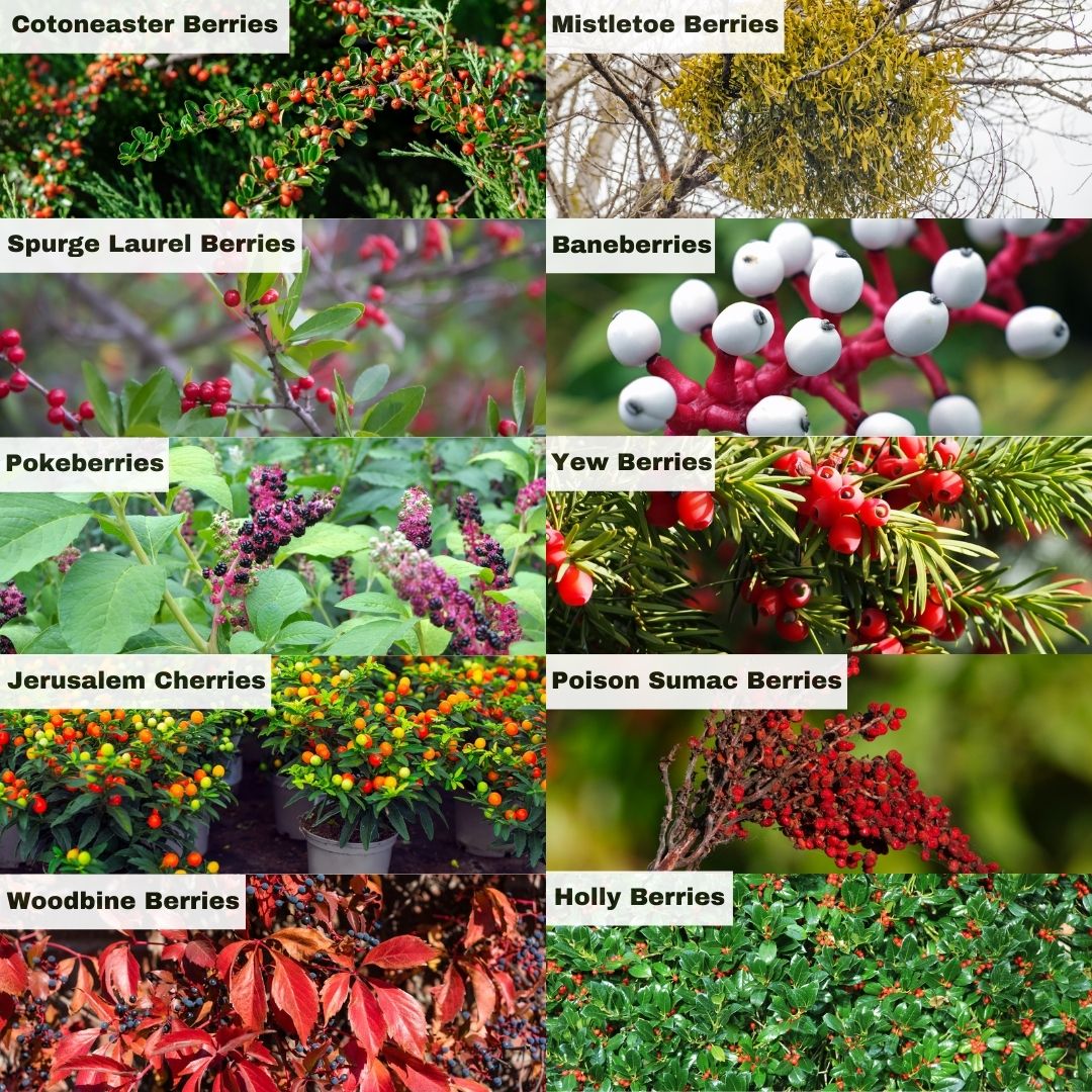 10 poisonous berries to beware of with chart 