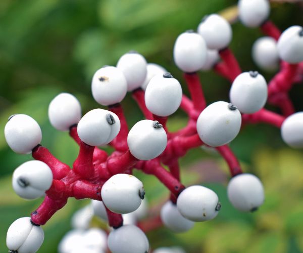 White baneberry (Actaea Alba)