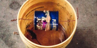 How to Make a Bucket Mousetrap (Step by Step)