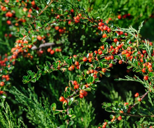 Cotoneaster Bush