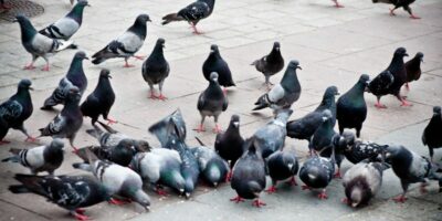 Can You Eat Pigeon and What Does it Taste Like?
