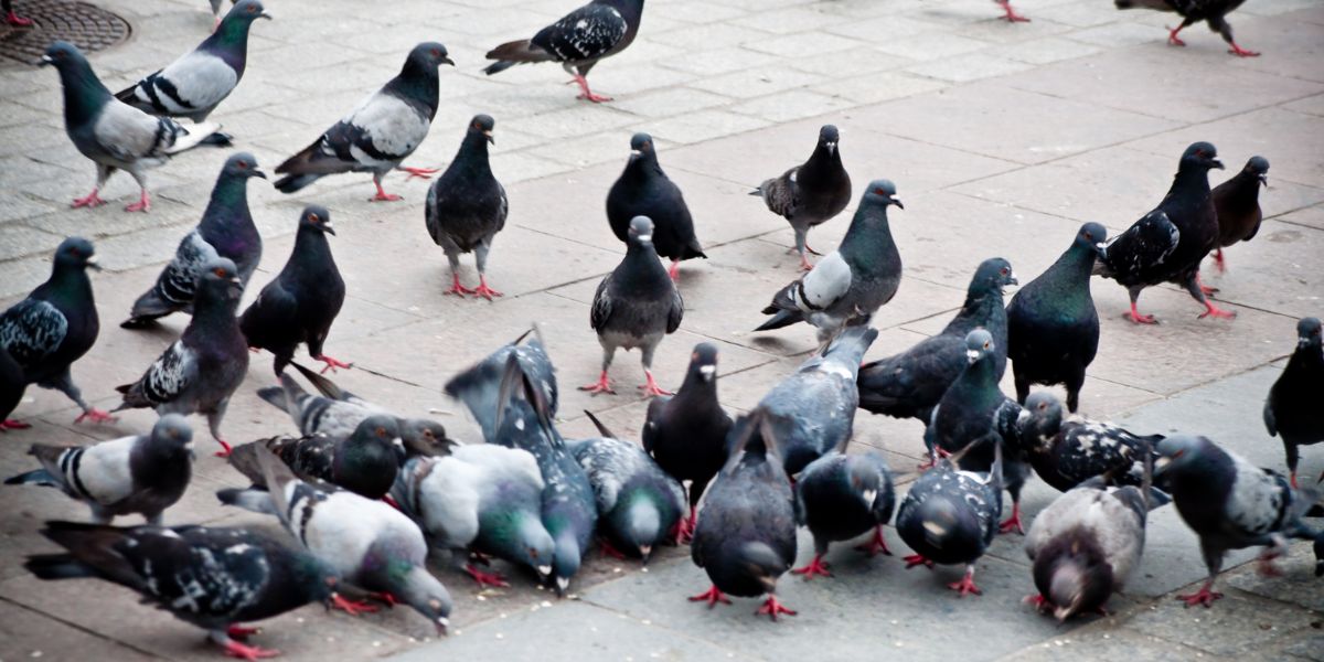 Flock of pigeons on the market