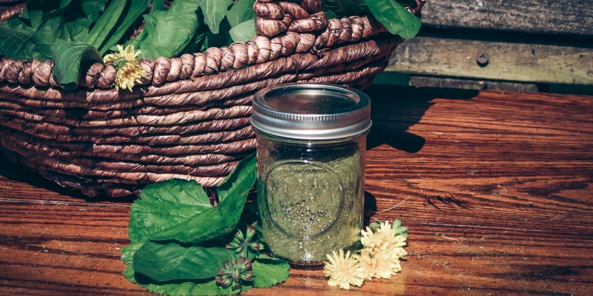 Foraged greens powder