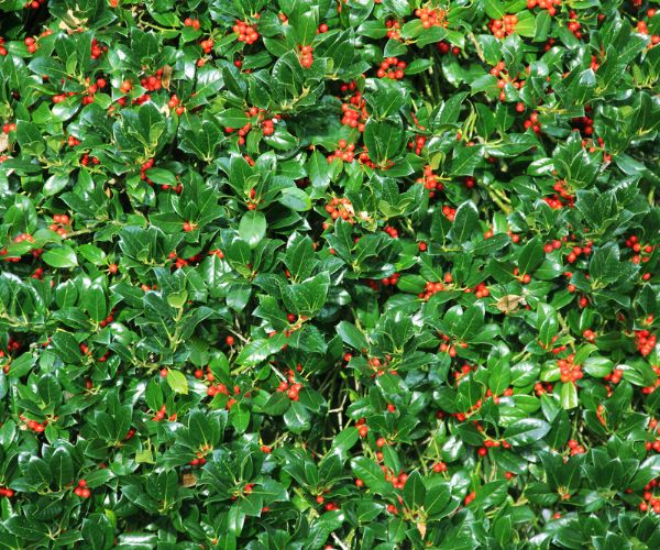 Holly bush hedge with berries