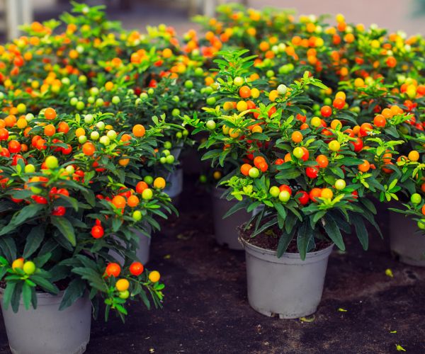 Potted Winter cherry plants or Jerusalem cherry Solanum Pseudocapsicum , ornamental plant for Christmas at a garden centre. Nightshade with red and green fruits. Coral shrub.