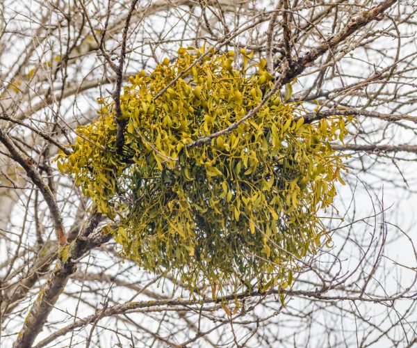 Viscum album or mistletoe is a hemiparasite on several species of trees, it has a significant role in European mythology, legends, and customs