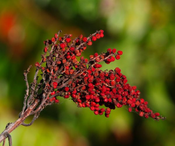 Poison Sumac Berries