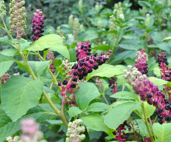 The ornamental plant Phytolacca acinosa grows in the garden
