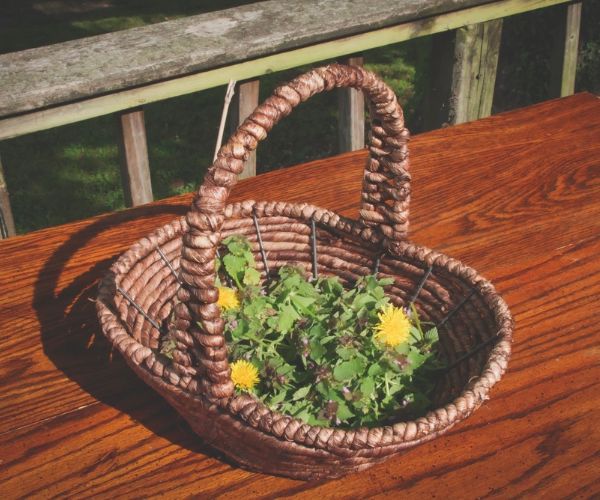 Harvest the Nettle