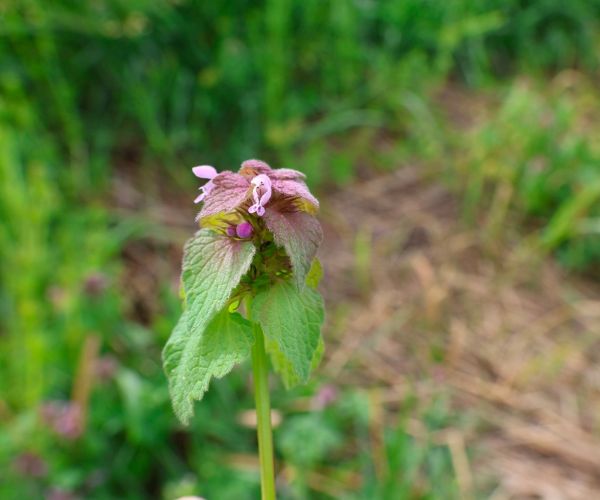 Purple dead nettle