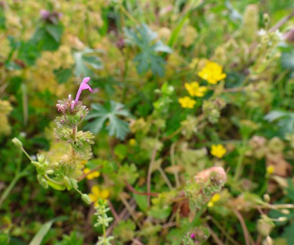 Henbit’s flowers