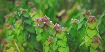 Purple Dead Nettle: How to Identify, Forage, and Harvest