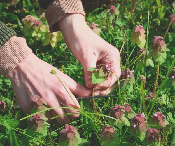 Gather the purple dead nettle