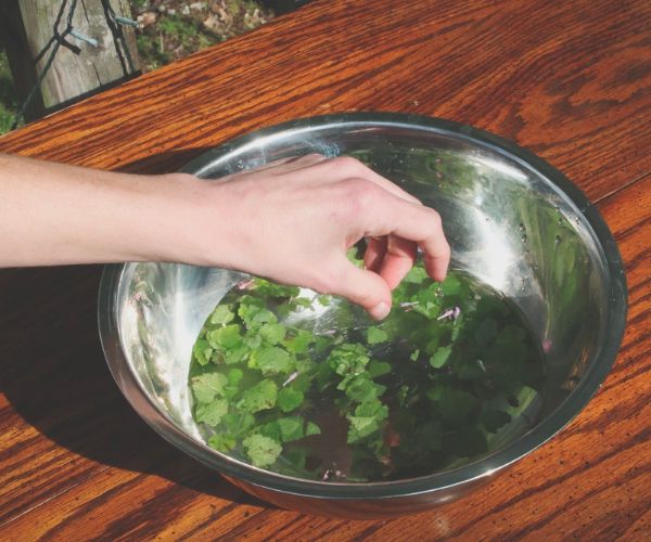 Wash the purple dead nettle leaves