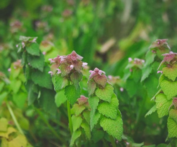 Purple dead nettle