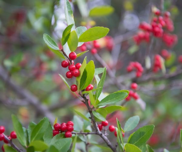 Berries of the wolf's bast plant. Daphne mezereum. Large planks of red poisonous berries