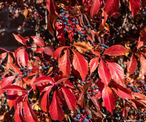 Colorful virginia creeper in red fall colors