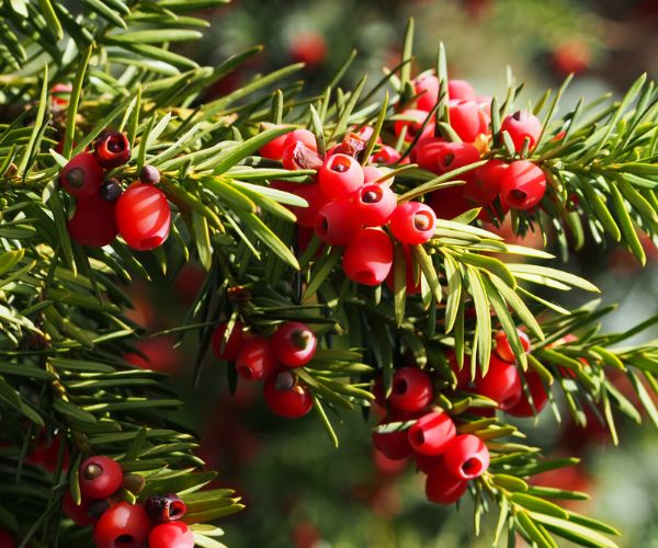 Yew branch with berries