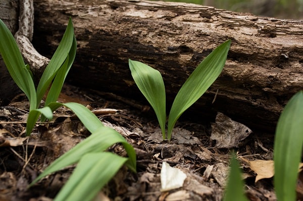 wild leeks