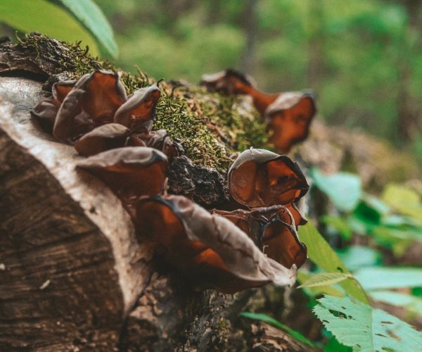 Wood Ear Mushroom