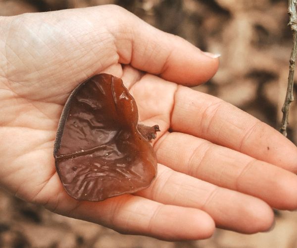 Wood Ear Mushroom