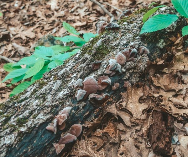 Wood Ear Mushroom