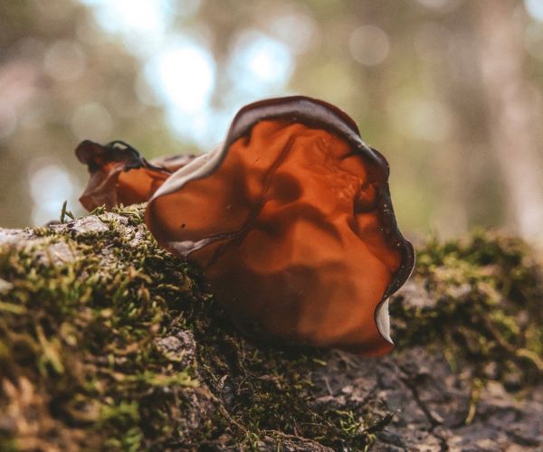 Wood Ear Mushroom