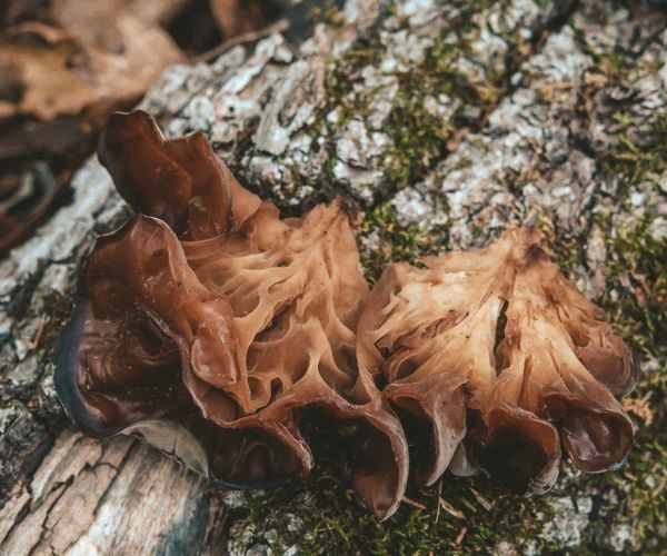 Wood Ear Mushroom