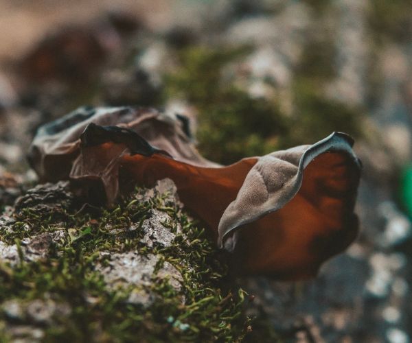 Wood Ear Mushroom