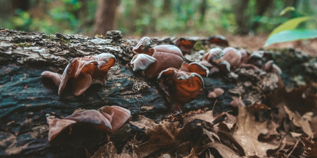 Wood ear mushroom