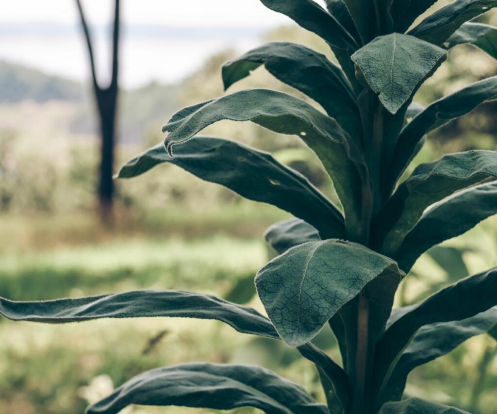 Mullein Tea