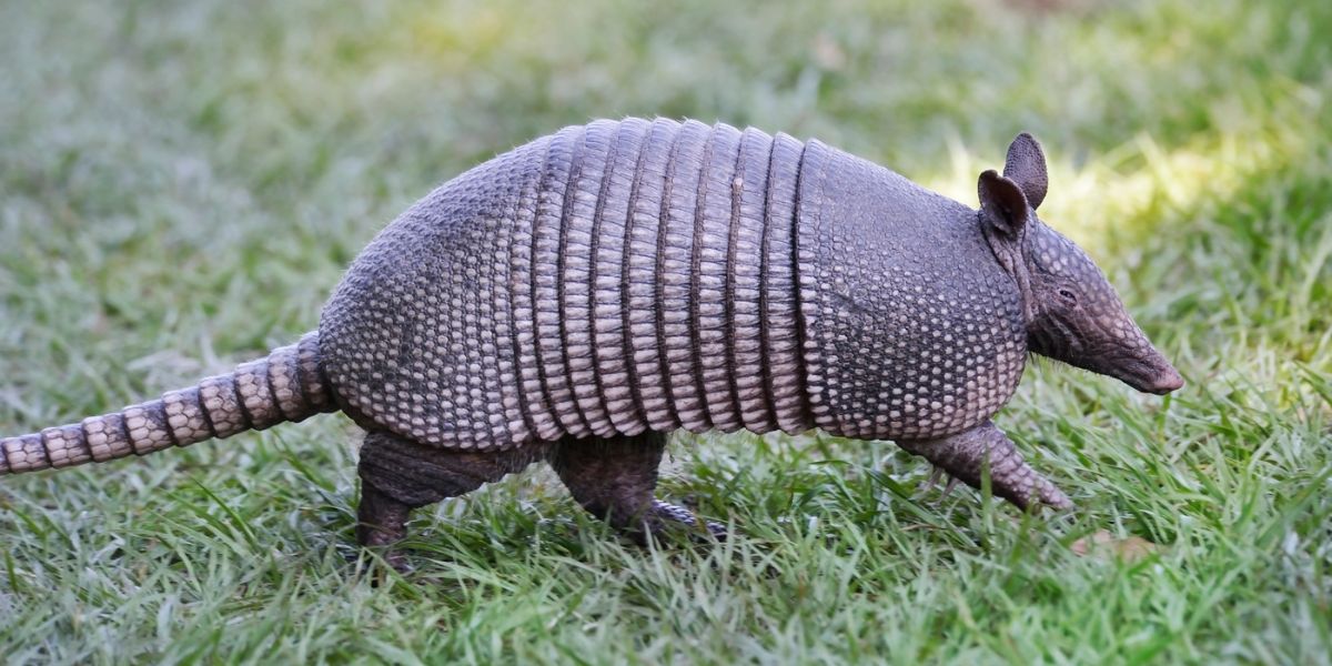 Armadillo