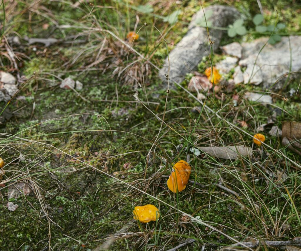 Chanterelle Mushroom