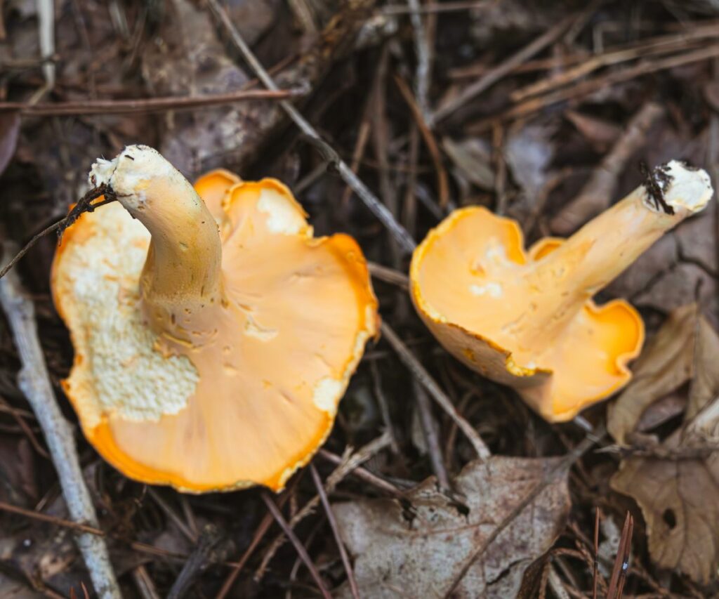 Chanterelle Mushroom