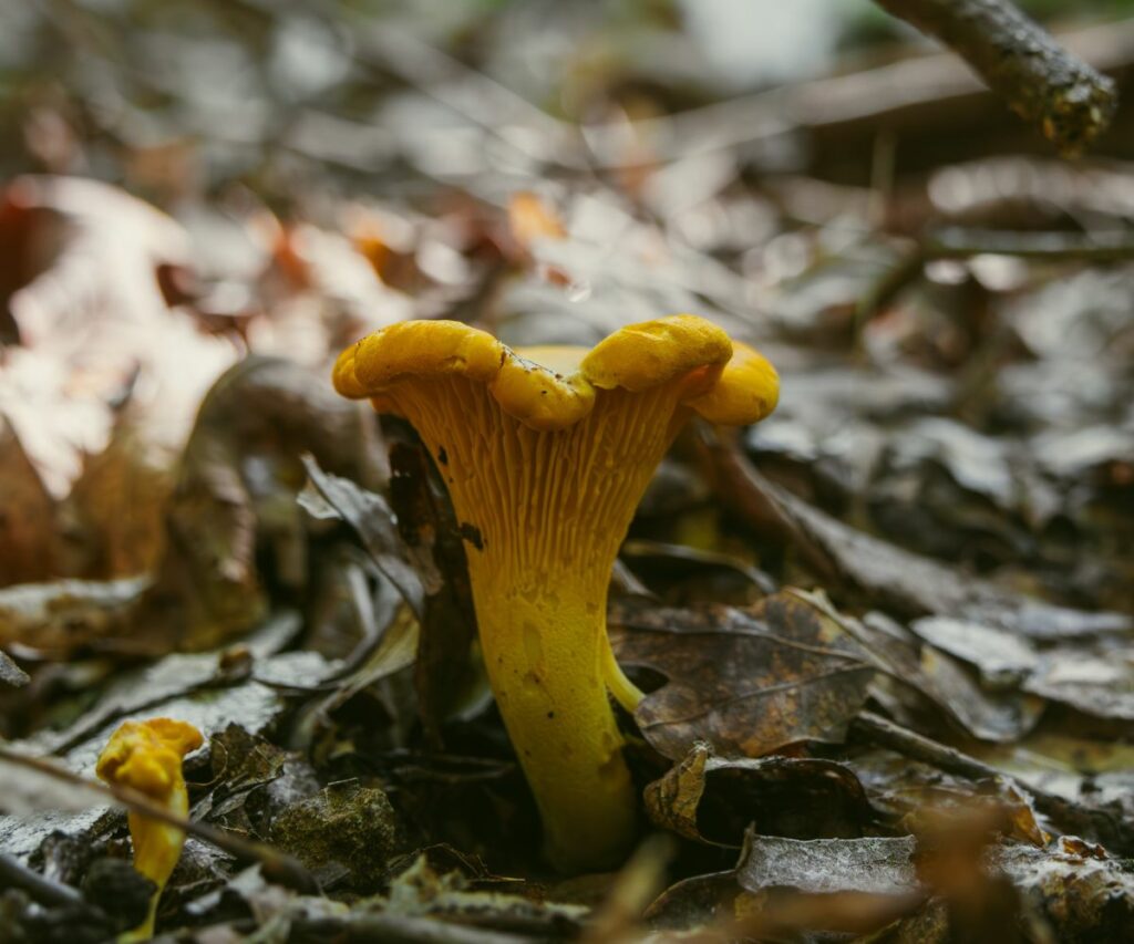 Chanterelle Mushroom